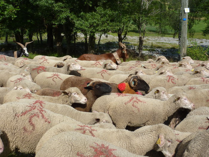 Transhunata in Lavaldens Franta - Rase de oi si capre-Poze deosebite 2