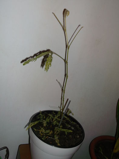 Sper sa-si revina 26 11 2014 - Mimosa Pudica