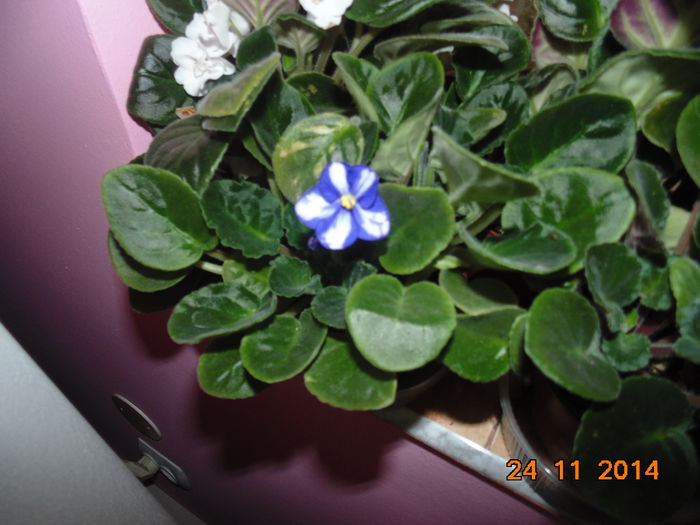 DSC06174 - Florile mele 2