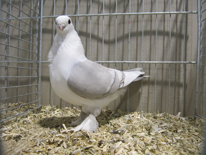 Ulm 2014 444