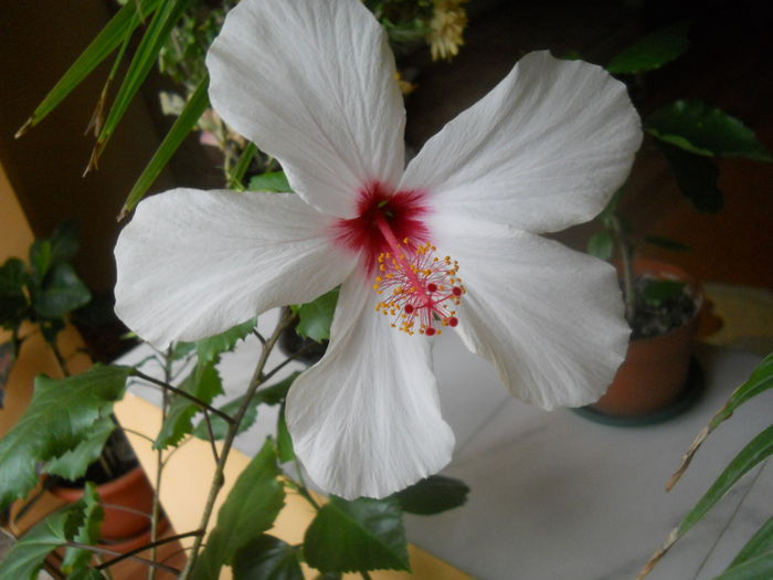 hibi alb 26.11.2015 - Flori apartament