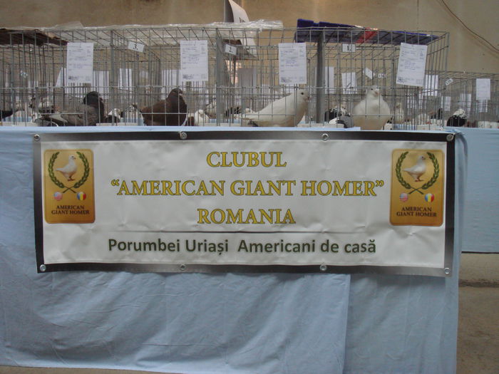CLUB AMERICAN GIANT HOMER ROMANIA