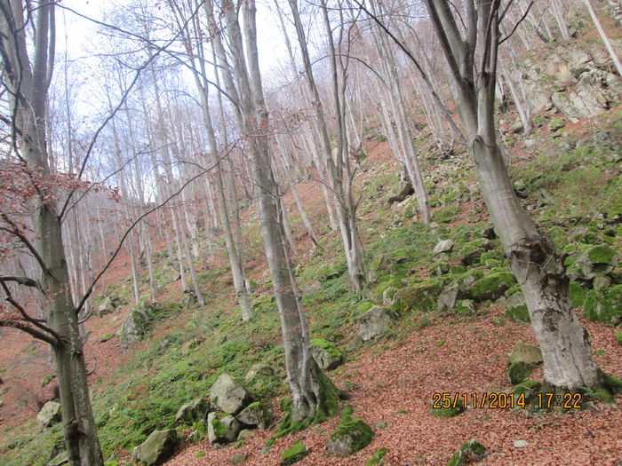 IMG_9690 - Noiembrie la munte