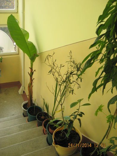 Alaturi de ;maslin, curmal, papaya, portocal.