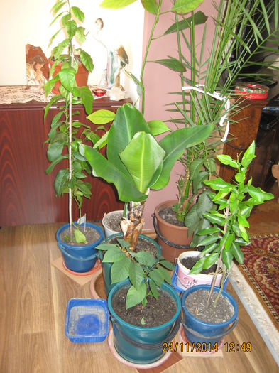 Banan, carambola,pomelo,lamii, guava. - 3 ARBUSTI FRUCTIFERI SI ORNAMENTALI