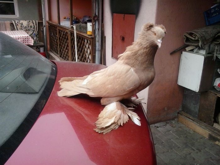 2014-11-27 12.34.53 - uriasi maghiari