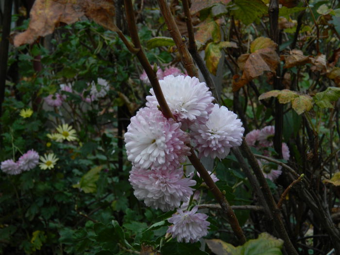 DSCN4611 - NOIEMBRIE_3_2014