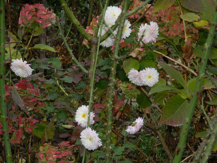DSCN4615 - NOIEMBRIE_3_2014