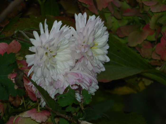 DSCN4616 - NOIEMBRIE_3_2014