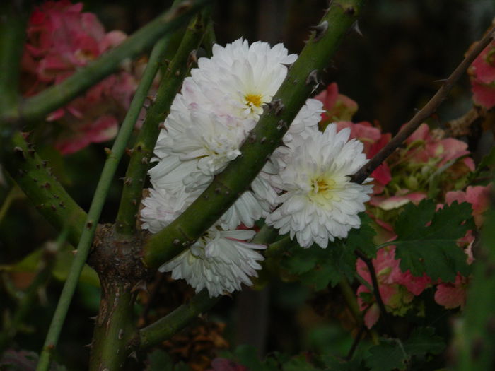 DSCN4617 - NOIEMBRIE_3_2014