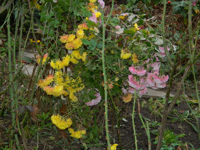 DSCN4619 - NOIEMBRIE_3_2014