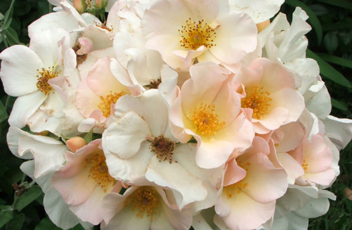 sally-holmes-rose