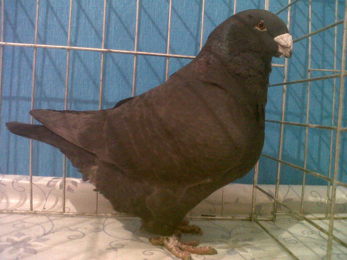 IMG01985-20141117-1450 - arhiva americani giant homer vanduti