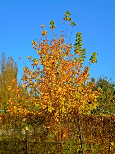 DSC04038
