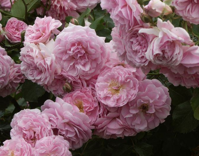 lavender-lassie-rose