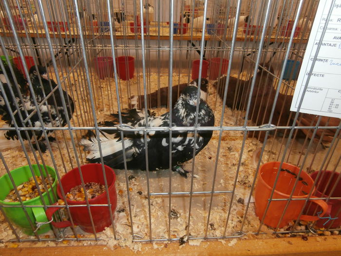 PB270052 - S-Album 1 Expozitie Nationala a Romaniei Suceava 2014