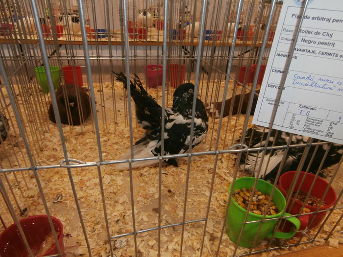 PB270054 - S-Album 1 Expozitie Nationala a Romaniei Suceava 2014