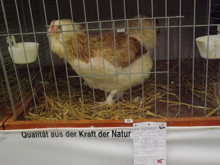 DSCF9742 - XXXFaverolles expozitii 2014 Oberwart AT