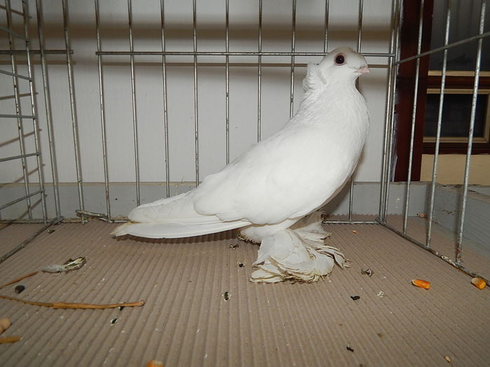 DSCN7951 - Mako 2014