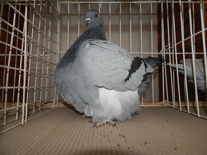 DSCN7986 - Mako 2014