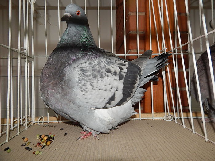 DSCN7989 - Mako 2014