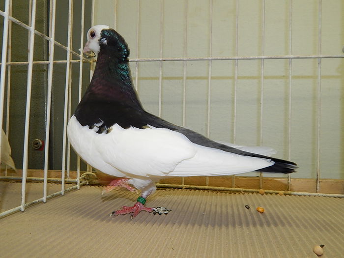DSCN7995 - Mako 2014