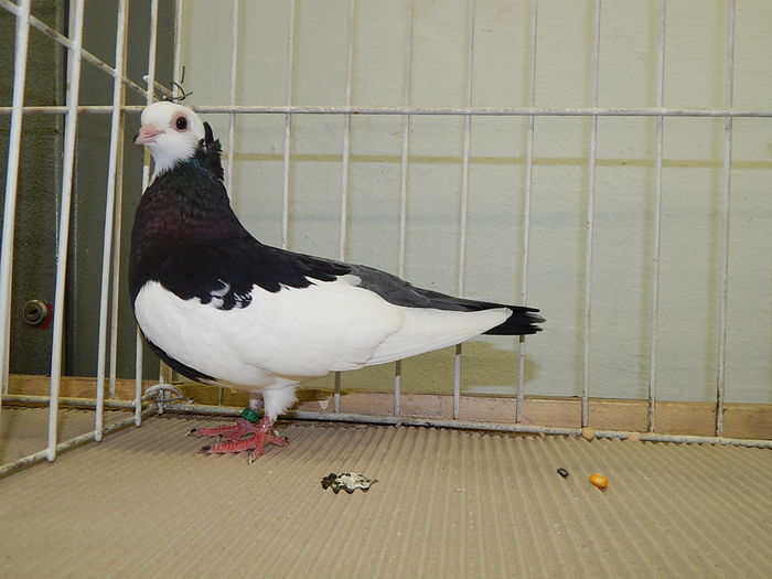 DSCN7996 - Mako 2014
