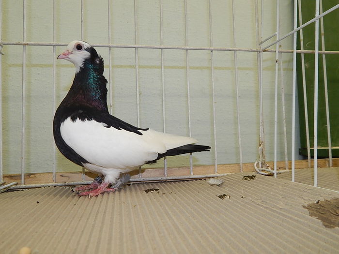 DSCN7997 - Mako 2014