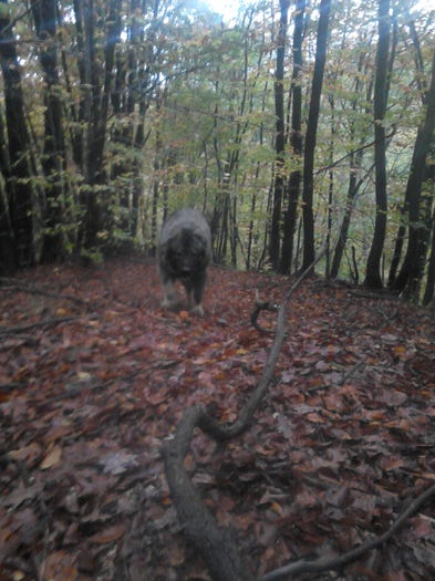 IMG_20141025_151904 - ciobanesc caucazian