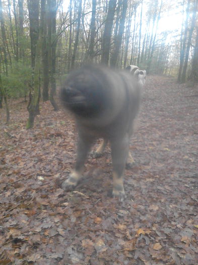 IMG_20141025_155259 - ciobanesc caucazian