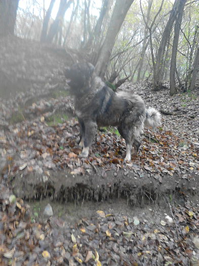 IMG_20141026_144732 - ciobanesc caucazian