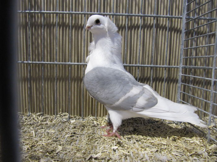 Ulm 2014 465