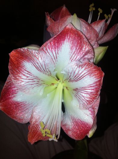 image - amaryllis 2014