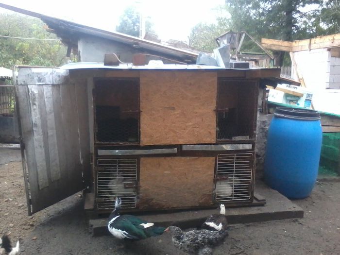 20141008_163040 - custile urecheatilor