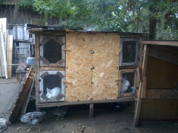 alte 4 boxe pentru uriasii mei - custile urecheatilor