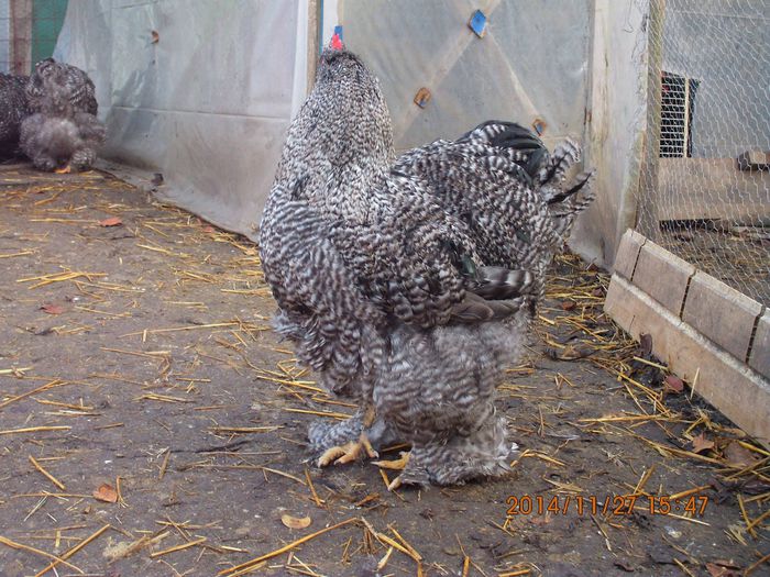 1495167_1568949663338833_6776558933854779955_o