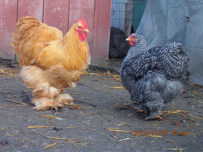 1495167_1568949813338818_4110769692033193079_o