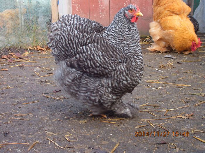 10380591_1568949796672153_8462581619855948261_o