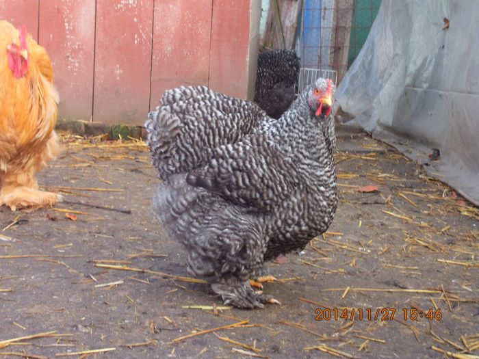 10648820_1568949153338884_9078669539086732964_o