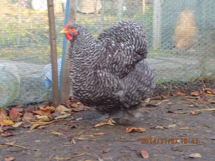 10683690_1568949543338845_8560423182091827396_o