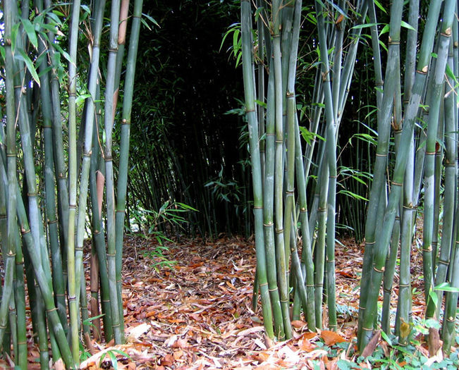 ARUNDINARIA FARGESII - e-bambus pentru gradina Romania