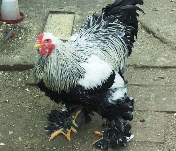 mature hi - B__Brahma Herminat Inchis