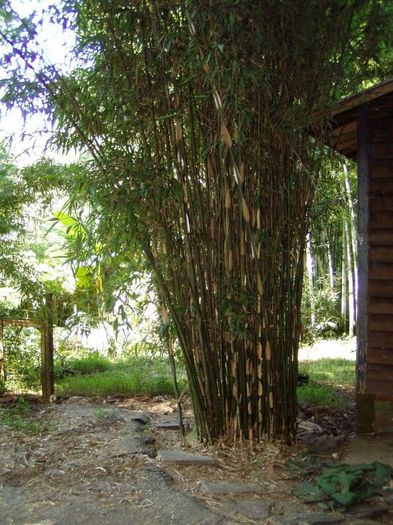 Semiarundinaria fastuosa viridis - e-bambus pentru gradina Romania