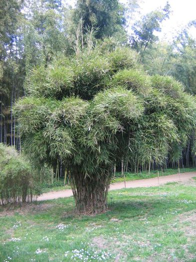 Pleioblastus linearis - e-bambus pentru gradina Romania