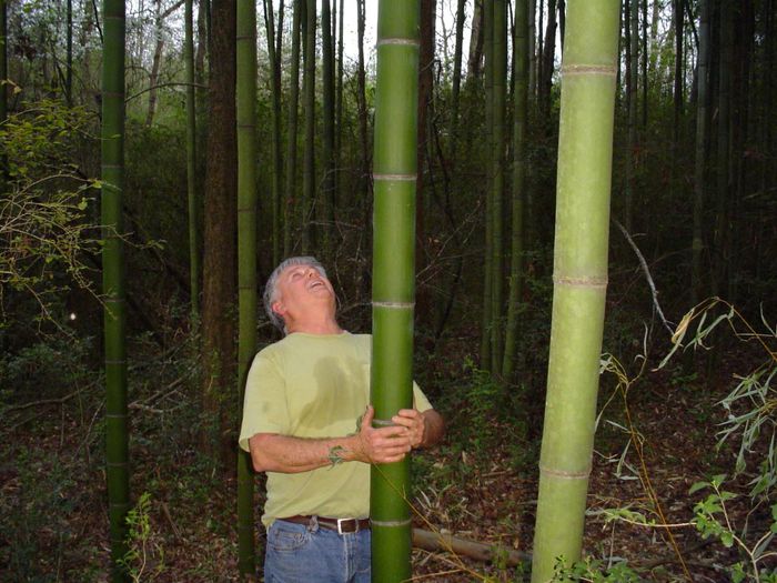 Phyllostachys vivax Huangwenzhu - e-bambus pentru gradina Romania
