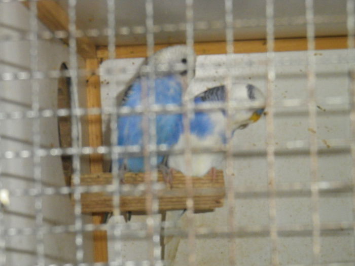 IMGP0175 - papagali perusi