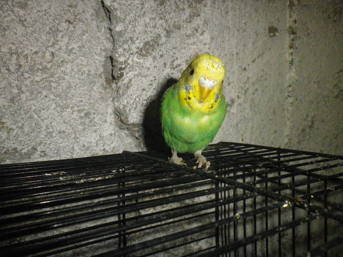 IMGP0201 - papagali perusi