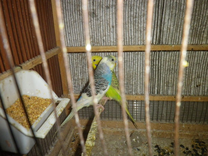 IMGP0202 - papagali perusi