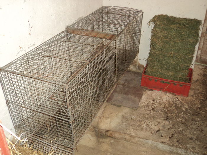 cusca pentru pui pregatita din nou