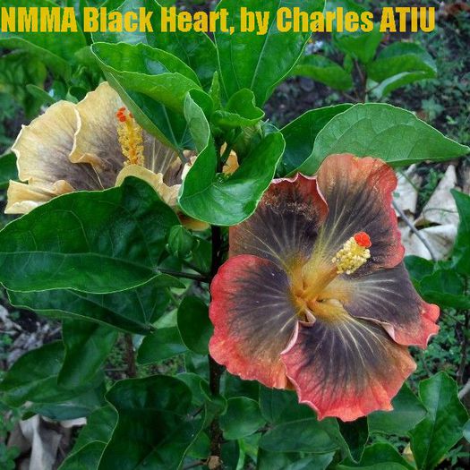 27-nmma-black-heart - Seminte HIBISCUS TROPICAL de MOOREA noiembrie 2014